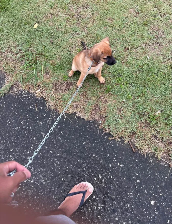 Cachorro raça SRD-ViraLata idade Abaixo de 2 meses nome Sem nome 