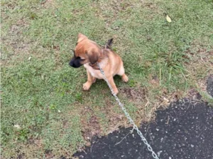 Cachorro raça SRD-ViraLata idade Abaixo de 2 meses nome Sem nome 