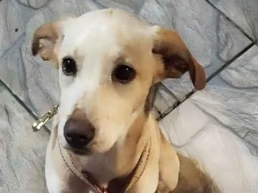 Cachorro raça Labrador idade 7 a 11 meses nome Pandora 