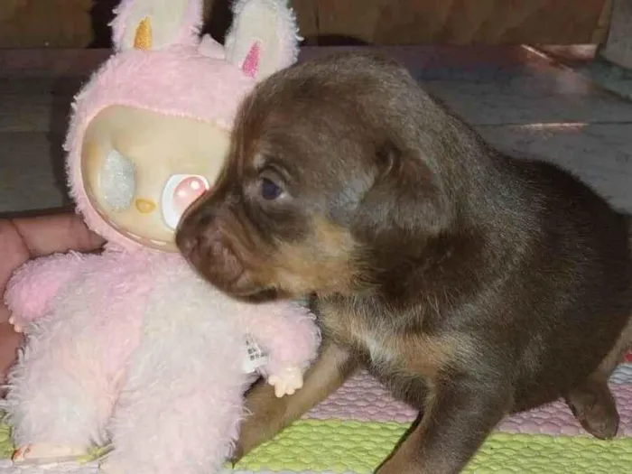 Cachorro raça SRD-ViraLata idade Abaixo de 2 meses nome Turminha feliz 