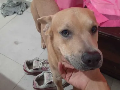 Cachorro raça SRD-ViraLata idade 1 ano nome Jack