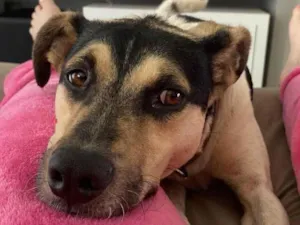 Cachorro raça SRD-ViraLata idade 4 anos nome Dog