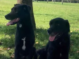 Cachorro raça SRD-ViraLata idade 3 anos nome Péricles