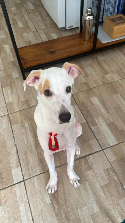 Cachorro raça SRD-ViraLata idade 2 a 6 meses nome PATO DE BORRACHA