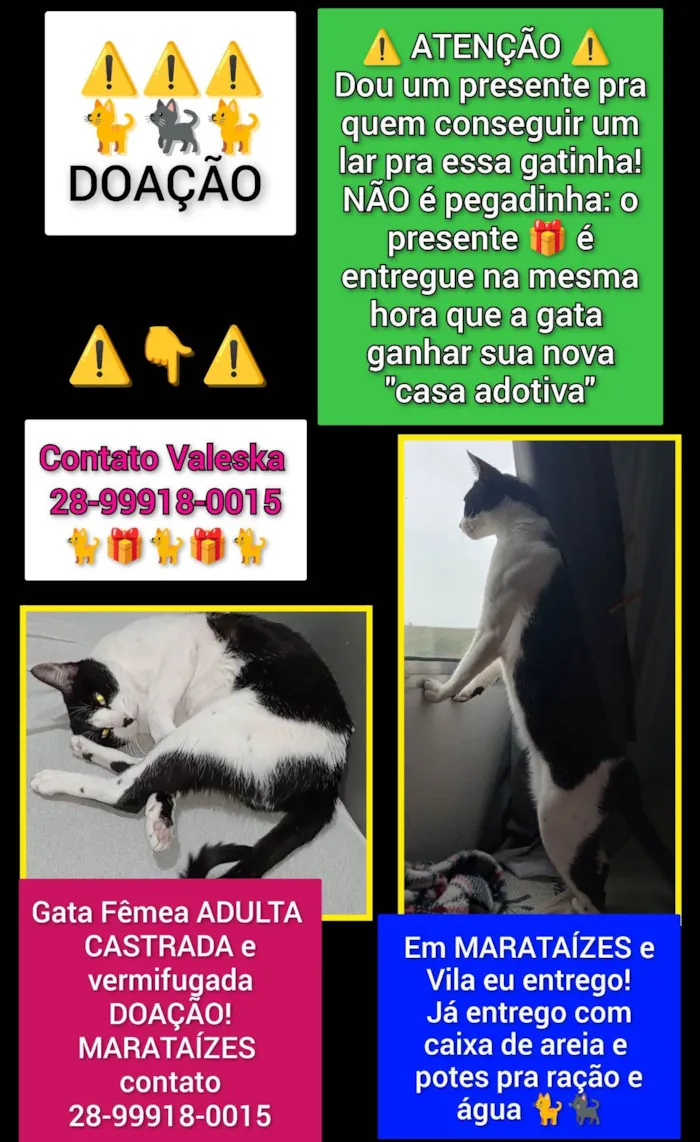 Gato raça SRD-ViraLata idade 2 a 6 meses nome Valeska Faria Dalto 