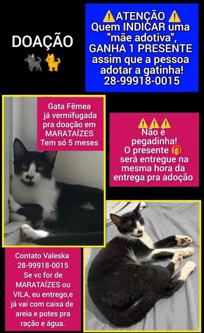 Gato raça SRD-ViraLata idade 2 a 6 meses nome MIA