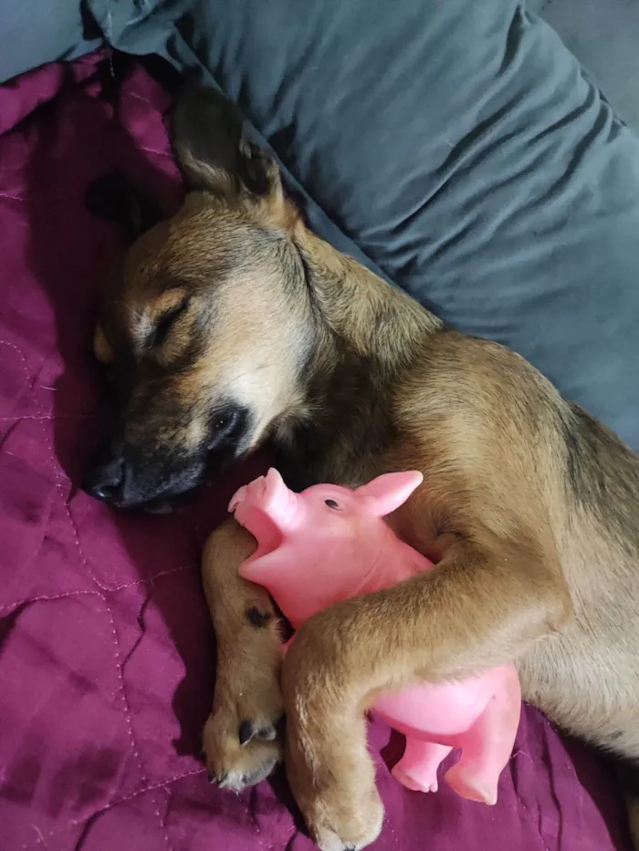 Cachorro raça SRD-ViraLata idade 7 a 11 meses nome Willy 