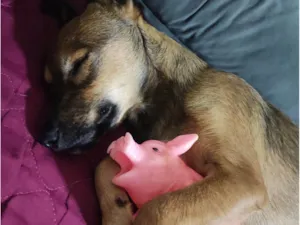 Cachorro raça SRD-ViraLata idade 7 a 11 meses nome Willy 