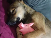 Cachorro raça SRD-ViraLata idade 7 a 11 meses nome Willy 