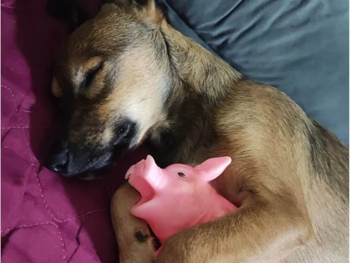 Cachorro raça SRD-ViraLata idade 7 a 11 meses nome Willy 