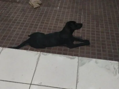 Cachorro raça SRD-ViraLata idade 2 a 6 meses nome Neguinha