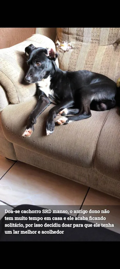 Cachorro raça SRD-ViraLata idade 2 anos nome Bihorn