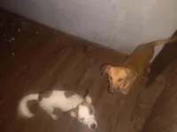 Cachorro raça SRD-ViraLata idade 7 a 11 meses nome Mel