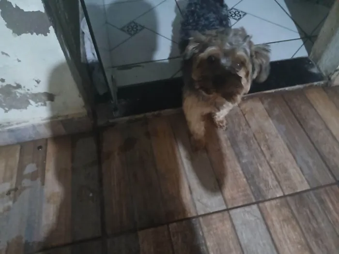 Cachorro raça Chow Chow idade 3 anos nome Totó