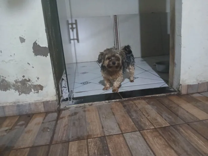 Cachorro raça Chow Chow idade 3 anos nome Totó