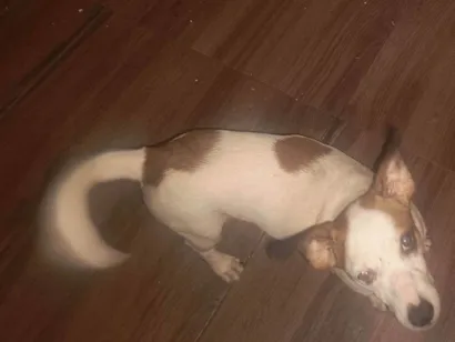 Cachorro raça Pinscher idade 1 ano nome Flocos 