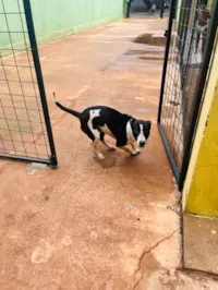 Cachorro raça SRD-ViraLata idade 1 ano nome Bob