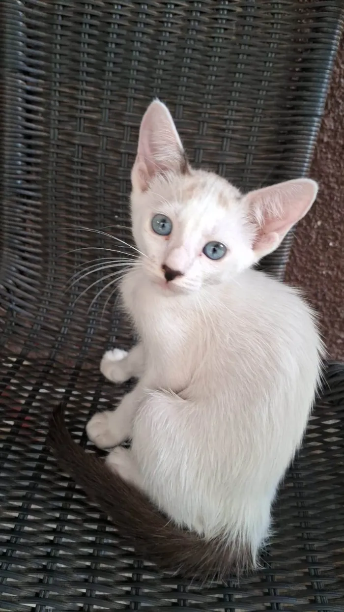 Gato raça SRD-ViraLata idade 2 a 6 meses nome ...