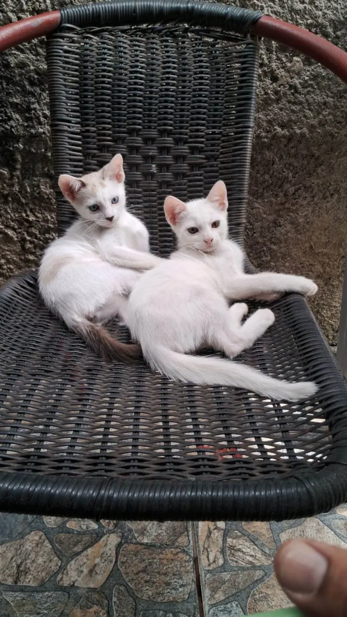 Gato raça SRD-ViraLata idade 2 a 6 meses nome ...
