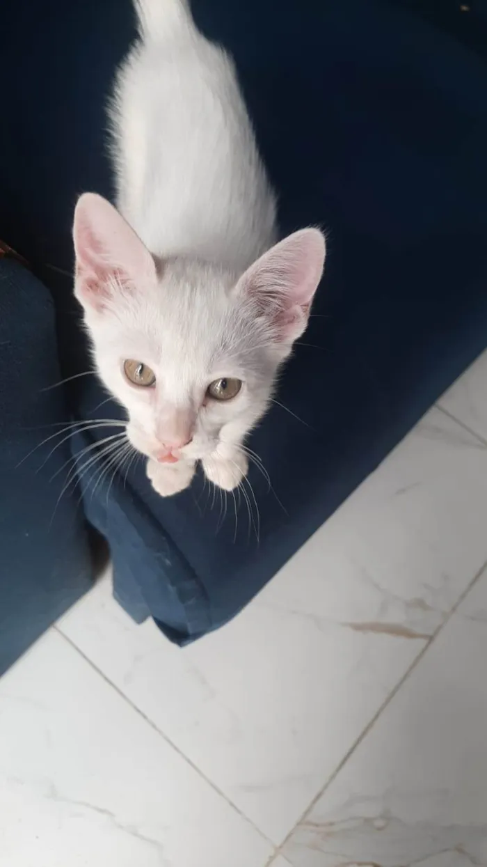 Gato raça SRD-ViraLata idade 2 a 6 meses nome ...