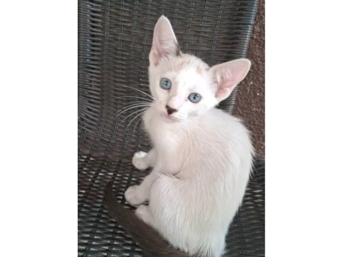Gato raça SRD-ViraLata idade 2 a 6 meses nome ...