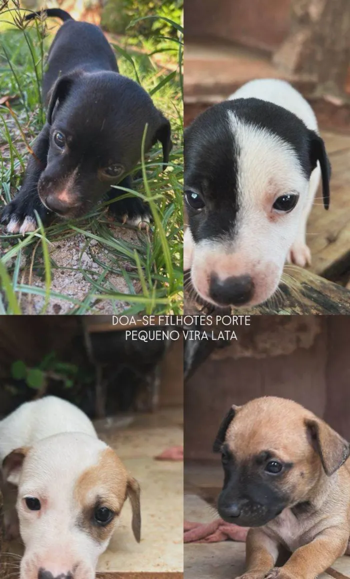 Cachorro raça SRD-ViraLata idade 2 a 6 meses nome A procura de um dono para escolher meu nome ??