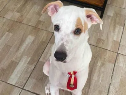 Cachorro raça SRD-ViraLata idade 2 a 6 meses nome PATO DE BORRACHA