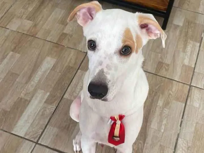 Cachorro raça SRD-ViraLata idade 2 a 6 meses nome PATO DE BORRACHA