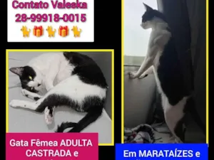 Gato raça SRD-ViraLata idade 2 a 6 meses nome Valeska Faria Dalto 