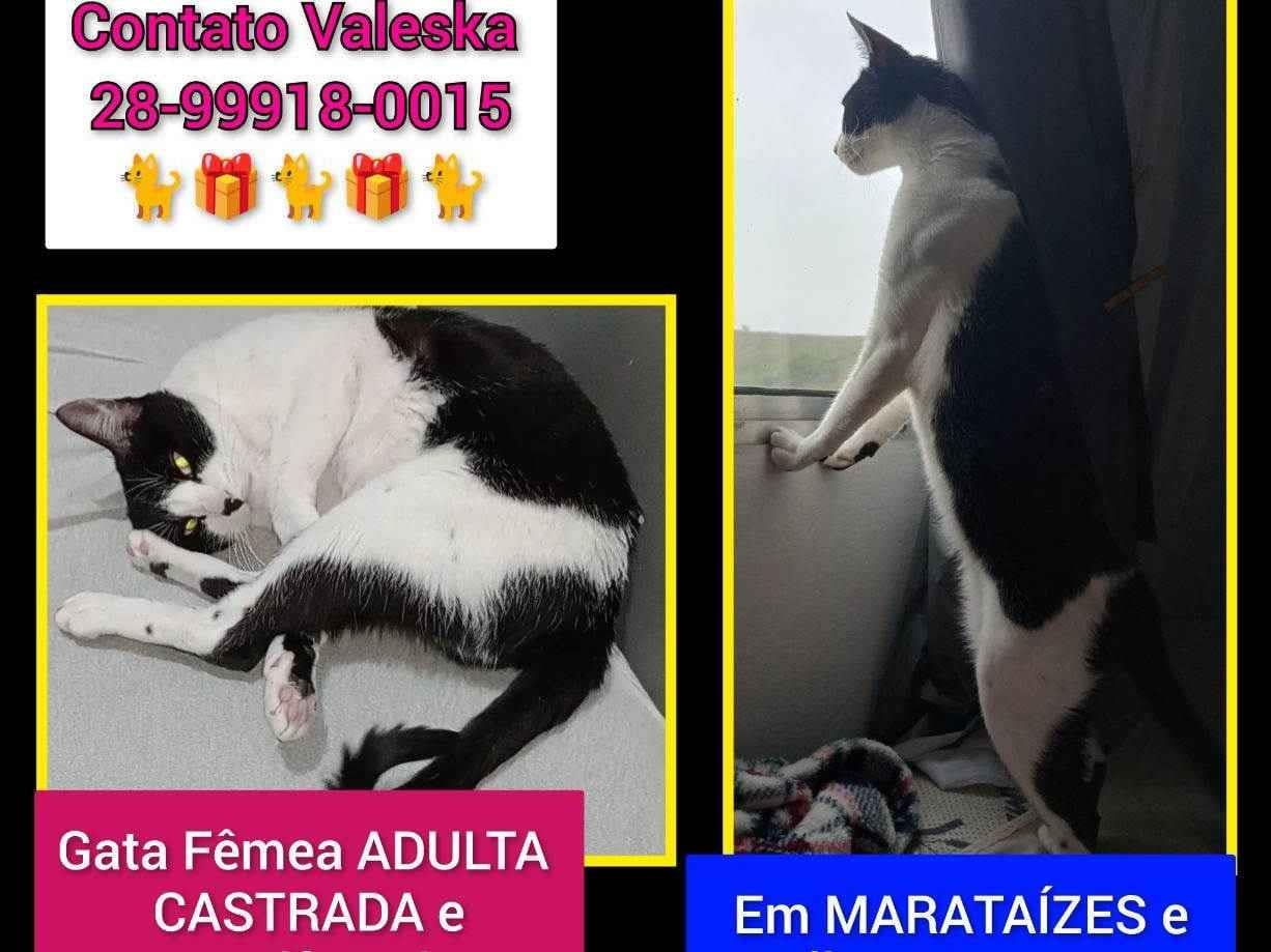 Gato raça SRD-ViraLata idade 2 a 6 meses nome Valeska Faria Dalto 