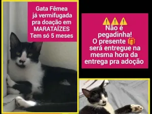 Gato raça SRD-ViraLata idade 2 a 6 meses nome MIA