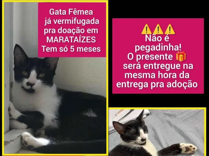 Gato raça SRD-ViraLata idade 2 a 6 meses nome MIA