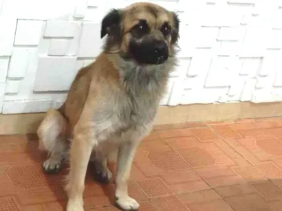 Cachorro raça Lhasa Apso idade 3 anos nome Zaracho