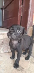 Cachorro raça SRD-ViraLata idade 2 a 6 meses nome Pretinho 