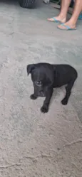 Cachorro raça SRD-ViraLata idade 2 a 6 meses nome Pretinho 
