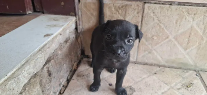 Cachorro raça SRD-ViraLata idade 2 a 6 meses nome Pretinho 