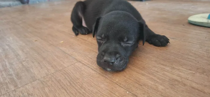 Cachorro raça SRD-ViraLata idade 2 a 6 meses nome Pretinho 