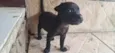 Cachorro raça SRD-ViraLata idade 2 a 6 meses nome Pretinho 