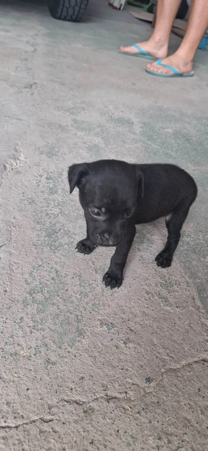 Cachorro raça SRD-ViraLata idade 2 a 6 meses nome Pretinho 