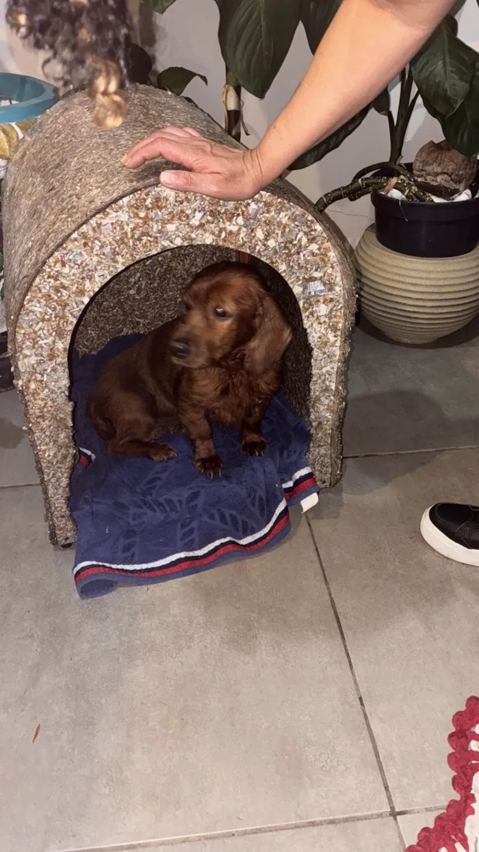 Cachorro raça Cocker idade 6 ou mais anos nome Não sei o nome 