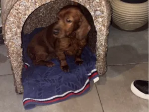 Cachorro raça Cocker idade 6 ou mais anos nome Não sei o nome 