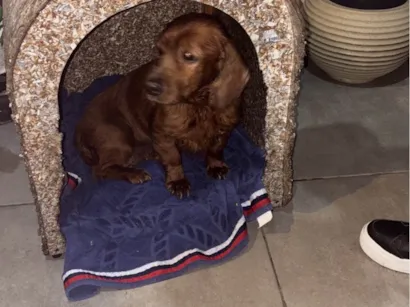 Cachorro raça Cocker idade 6 ou mais anos nome Não sei o nome 