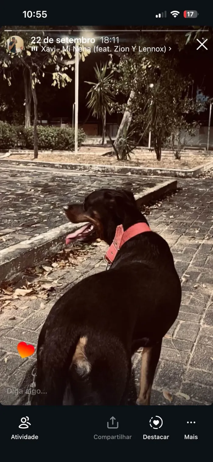 Cachorro raça Rottweiler idade 2 anos nome Thor