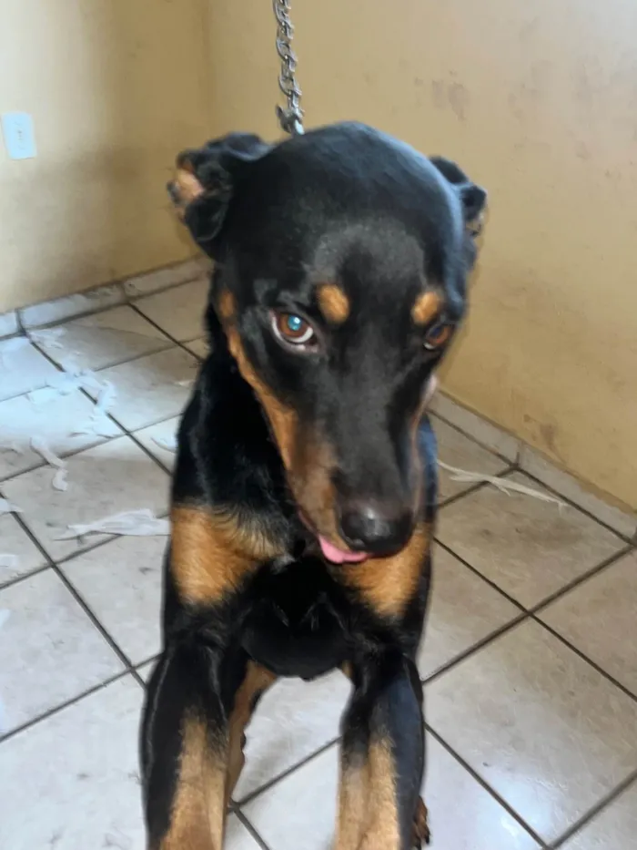 Cachorro raça Rottweiler idade 2 anos nome Thor