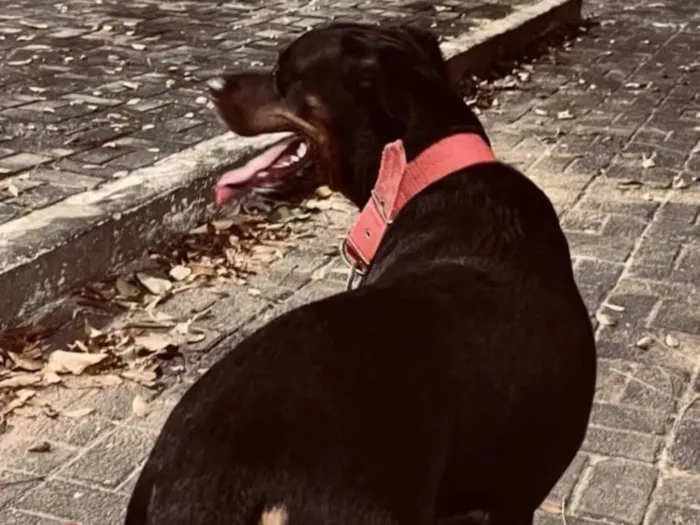 Cachorro raça Rottweiler idade 2 anos nome Thor
