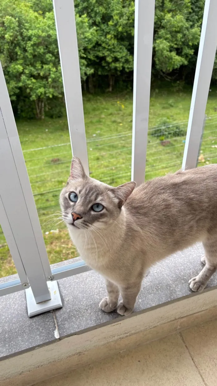 Gato raça SRD-ViraLata idade 2 anos nome Chico