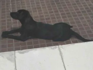 Cachorro raça SRD-ViraLata idade 2 a 6 meses nome Neguinha