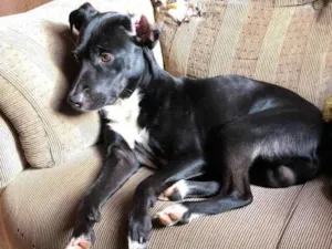 Cachorro raça SRD-ViraLata idade 2 anos nome Bihorn