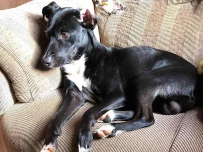 Cachorro raça SRD-ViraLata idade 2 anos nome Bihorn