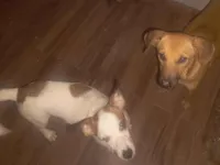 Cachorro raça SRD-ViraLata idade 7 a 11 meses nome Mel